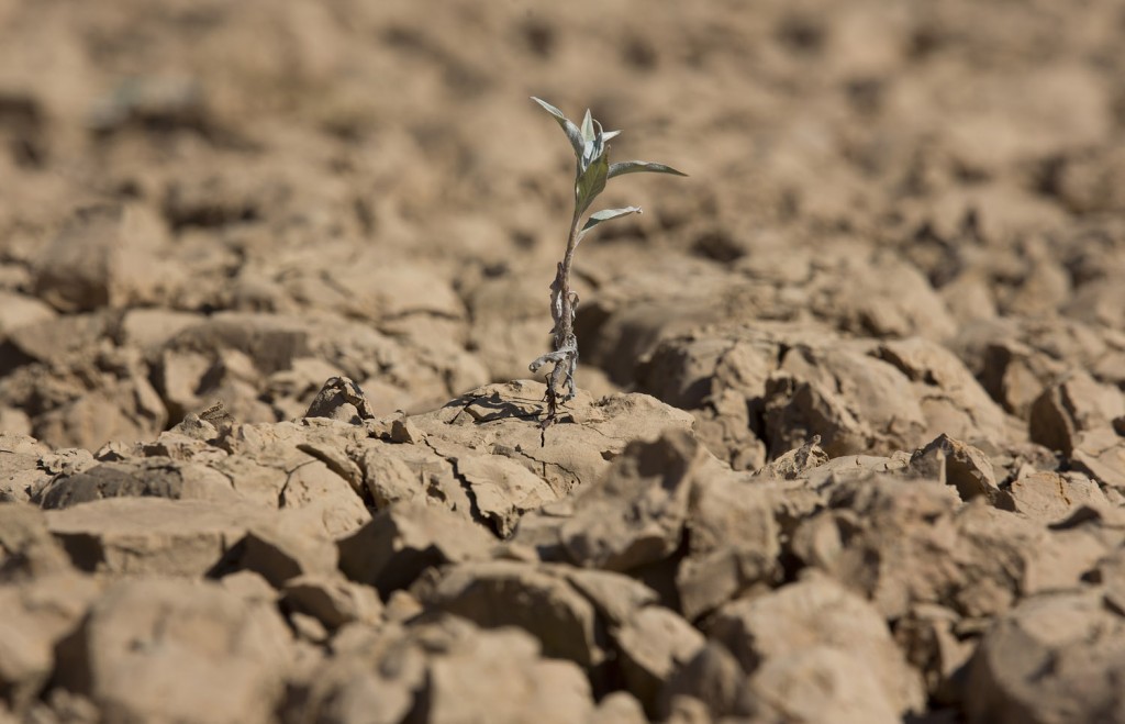 A brutal drought has decimated crops across Central America, potentially leaving hundreds of thousands of families hungry. Photo: AP Photo/Andre Penner