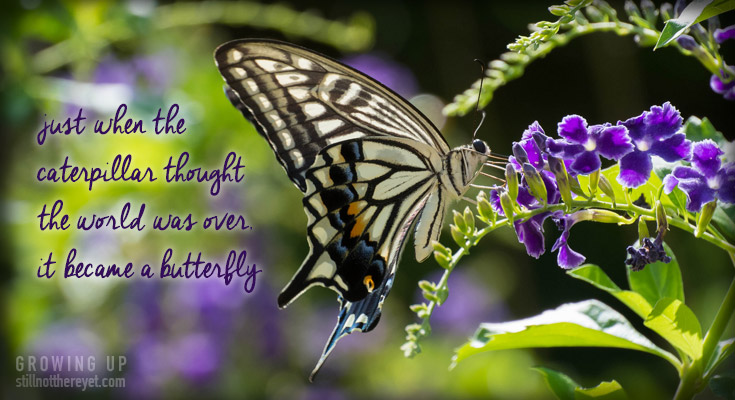 just when the caterpillar thought  the world was over, it became a butterfly (Photo courtesy of Iskra Photo)